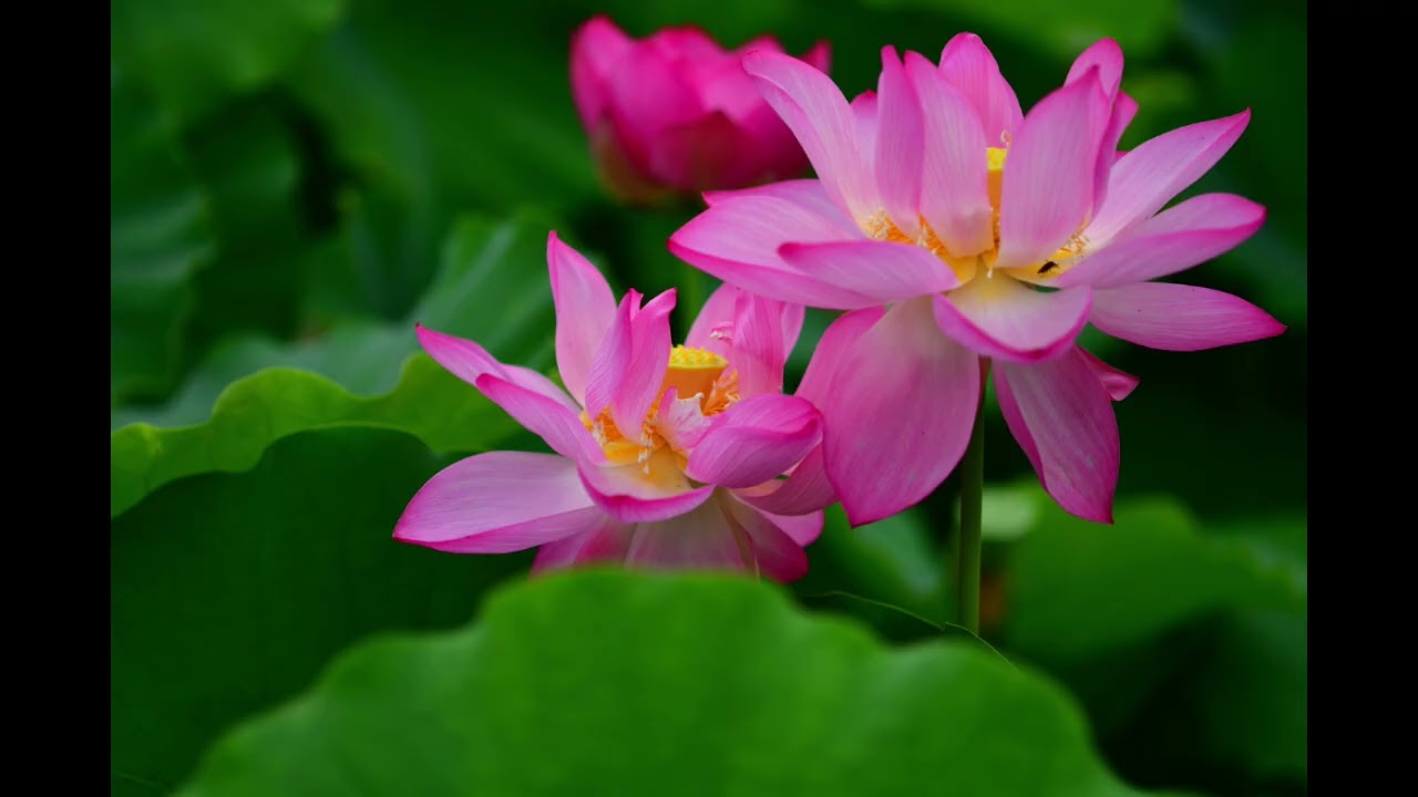 睡蓮・大賀蓮