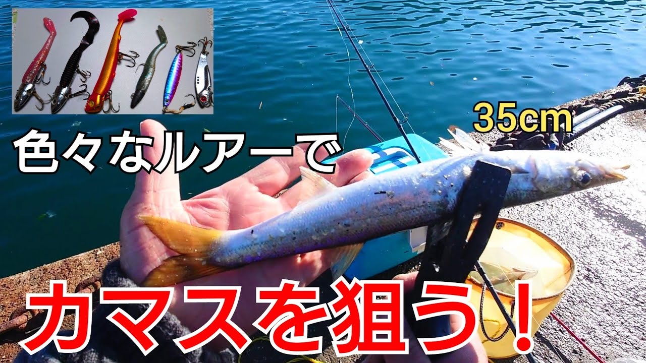 ダイソーワーム、ジョルティ、静かジグヘッド‥色々なルアーでカマスを狙ってみた！1番釣れたのはダイソーワーム?