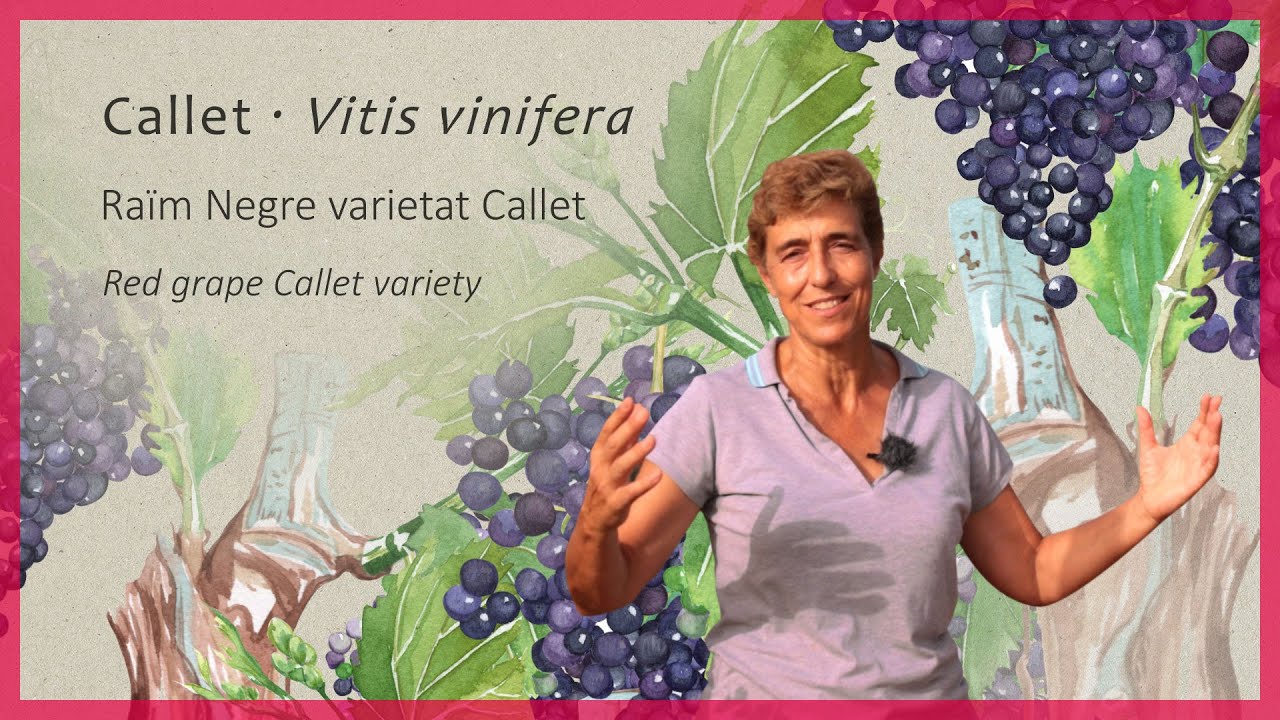 Callet grapevine (Vitis vinifera)