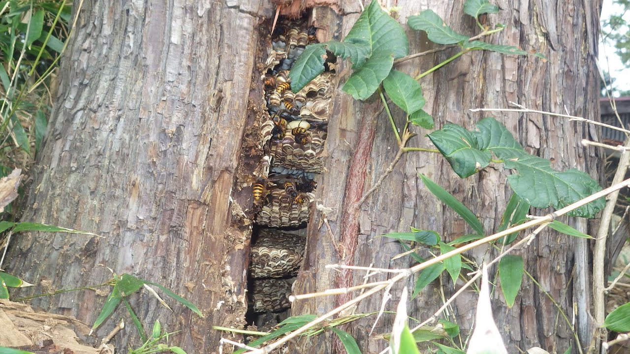 二本松市でスズメバチ駆除- 蜂の巣はどこにある？杉の樹洞のモンスズメバチ（Vespa crabro）の巣！
