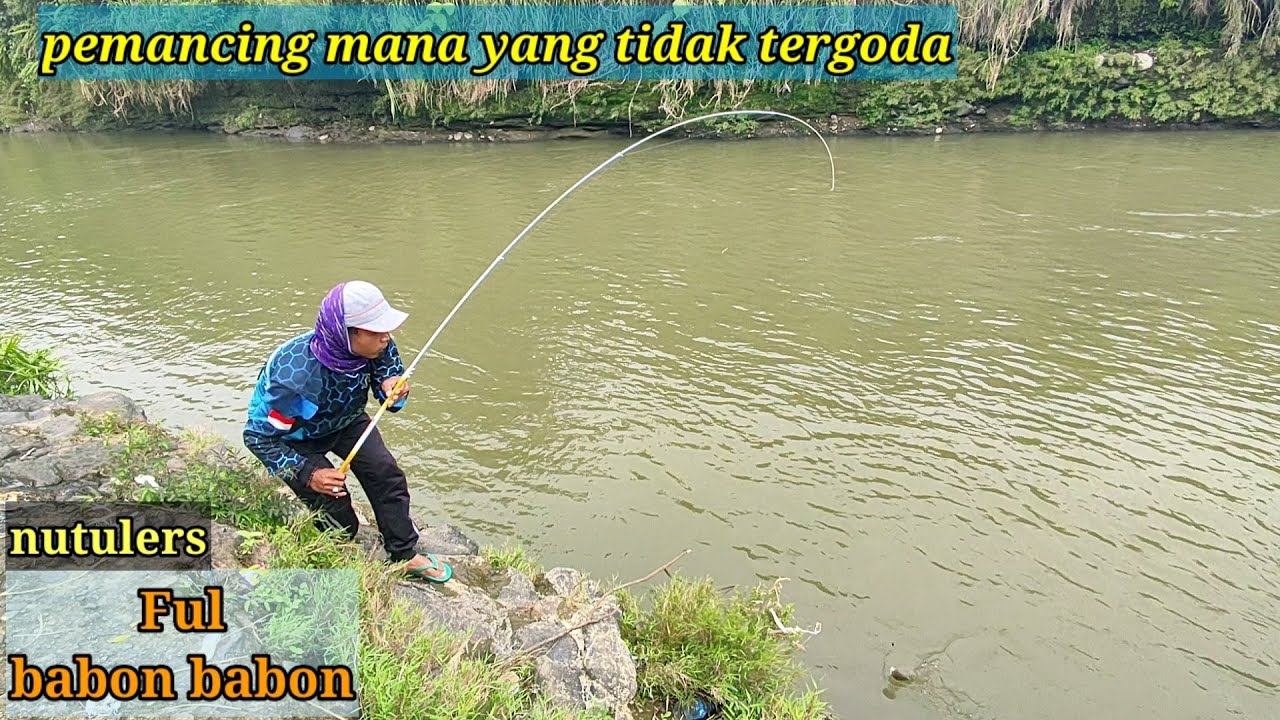 BEROTAN Babon Nilem LUAR BIASA || mancing nilem tehnik nutul sensasi nya tiada lawan