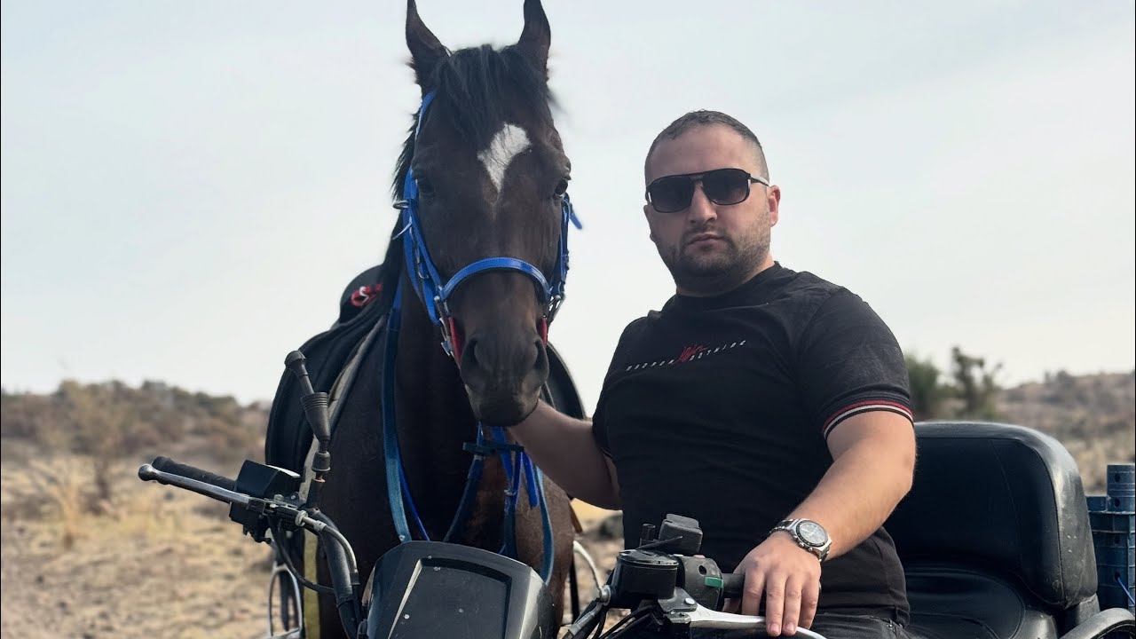 İNGİLİZ AT PABLO AGRESİF TAVIR  SERGİLİYOR ENERJİ PATLAMASI YAŞIYOR  