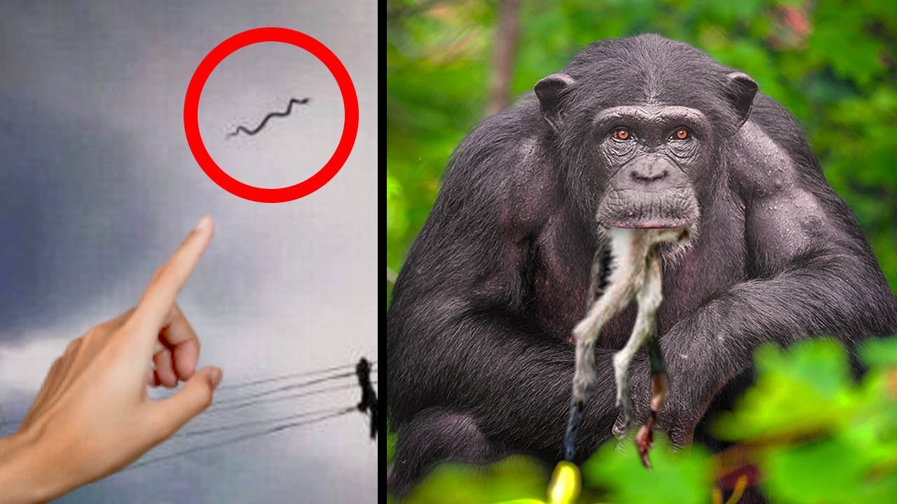 Os Comportamentos Animais Mais Estranhos Capturados Por C&acirc;meras