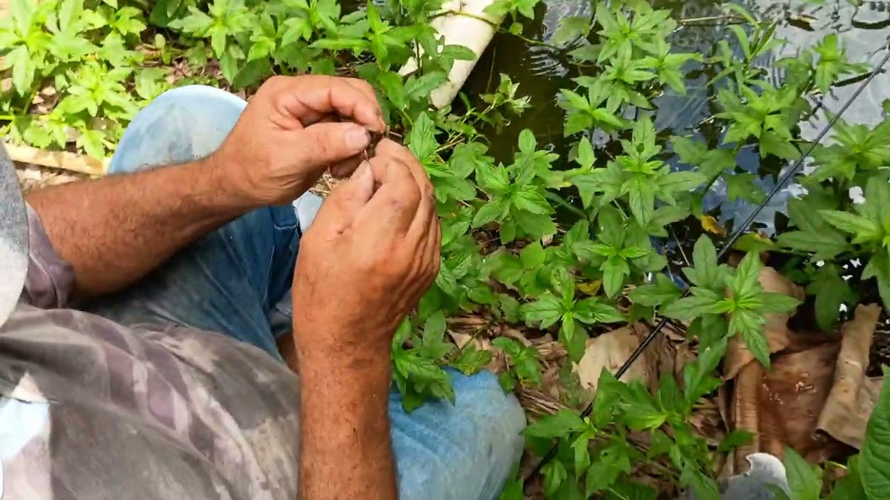 A gente foi pescar tilápia de anzol olha o que aconteceu 😱😂