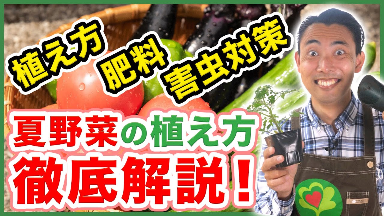 【家庭菜園】植え方全部解説！？トマト、ナス、ピーマン、キュウリ夏野菜の植え方、育て方支柱の立て方を徹底解説！超おすすめの資材も登場！【園芸】【ハイポネックス】