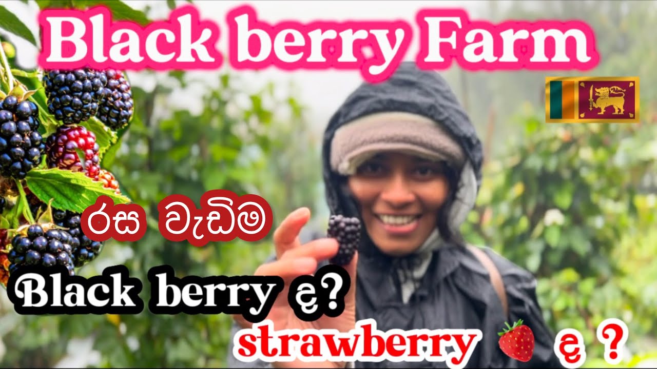 Strawberry and Black berry in one farm for the first time in Sri Lanka | Nuwara eliya | Travel Vlog