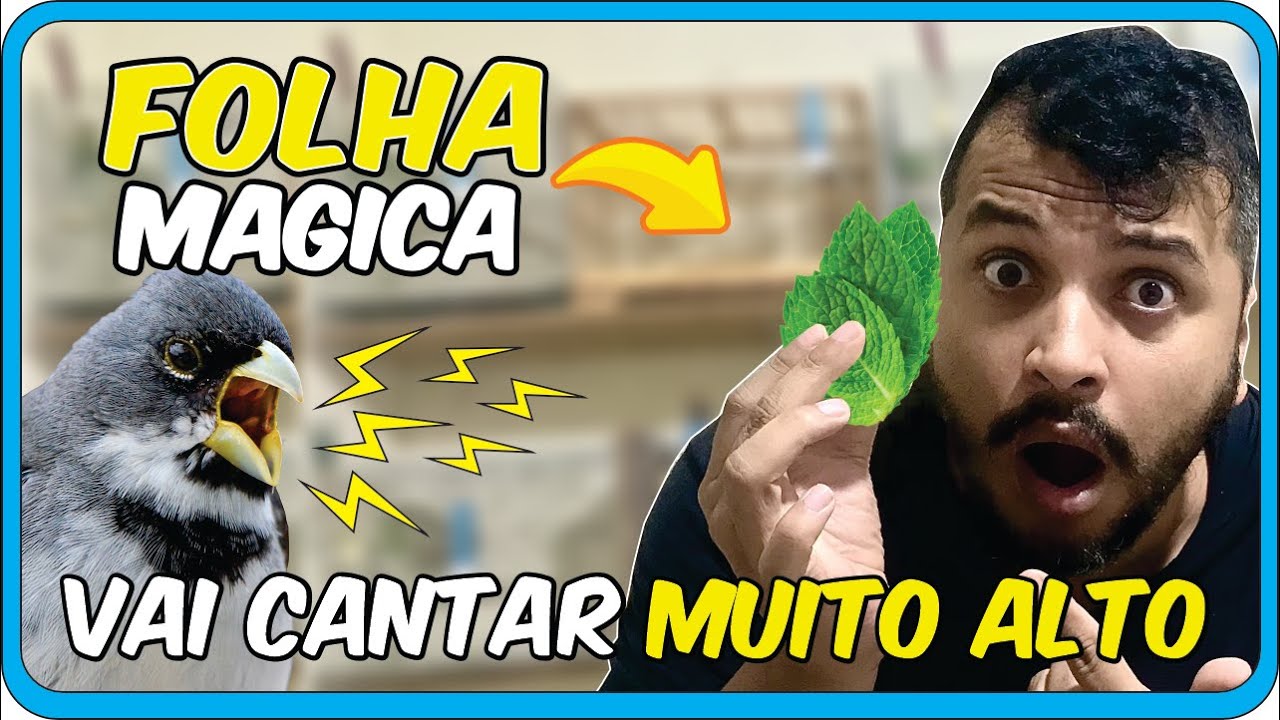 A folha mágica que faz seu COLEIRO cantar mais alto