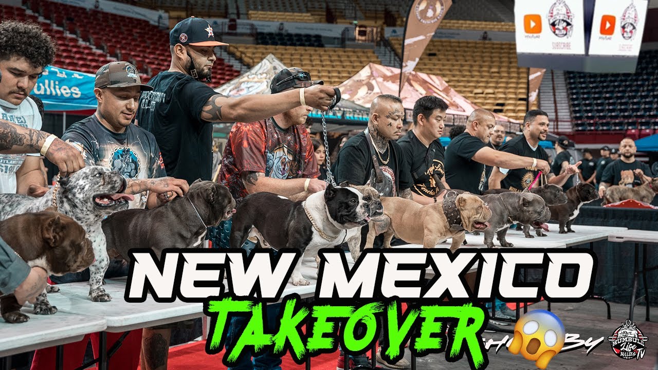 American bully show The New Mexico Takeover | USBR Event