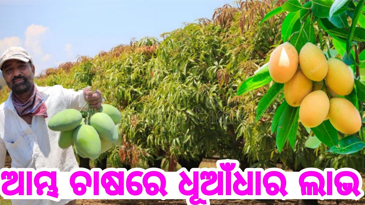 Mango Farming in Odisha most Farming with all details soil, weather, sale Odia