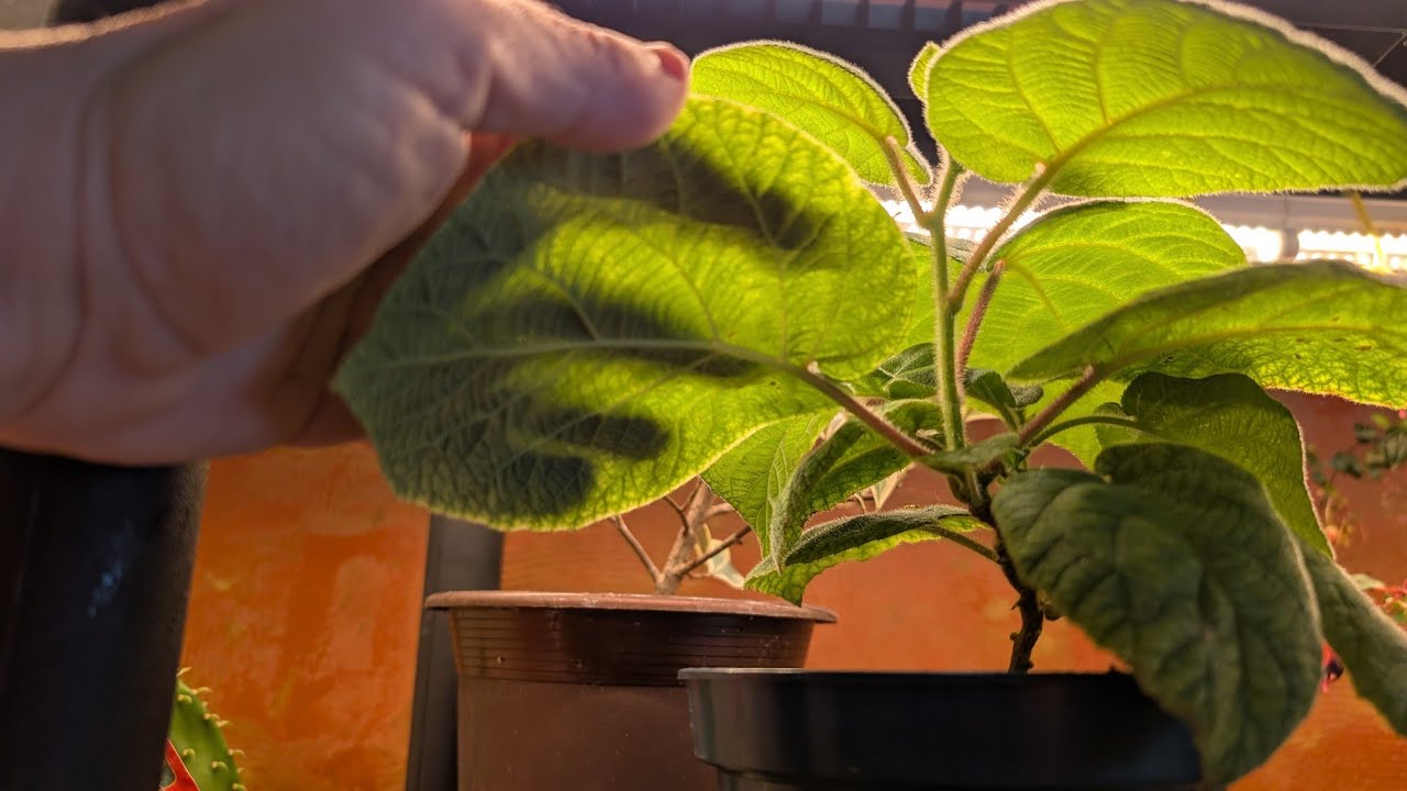 Kiwi and Jade cuttings