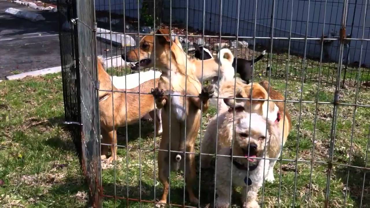March 16, 2013 - The pups are ready to come to Canada!