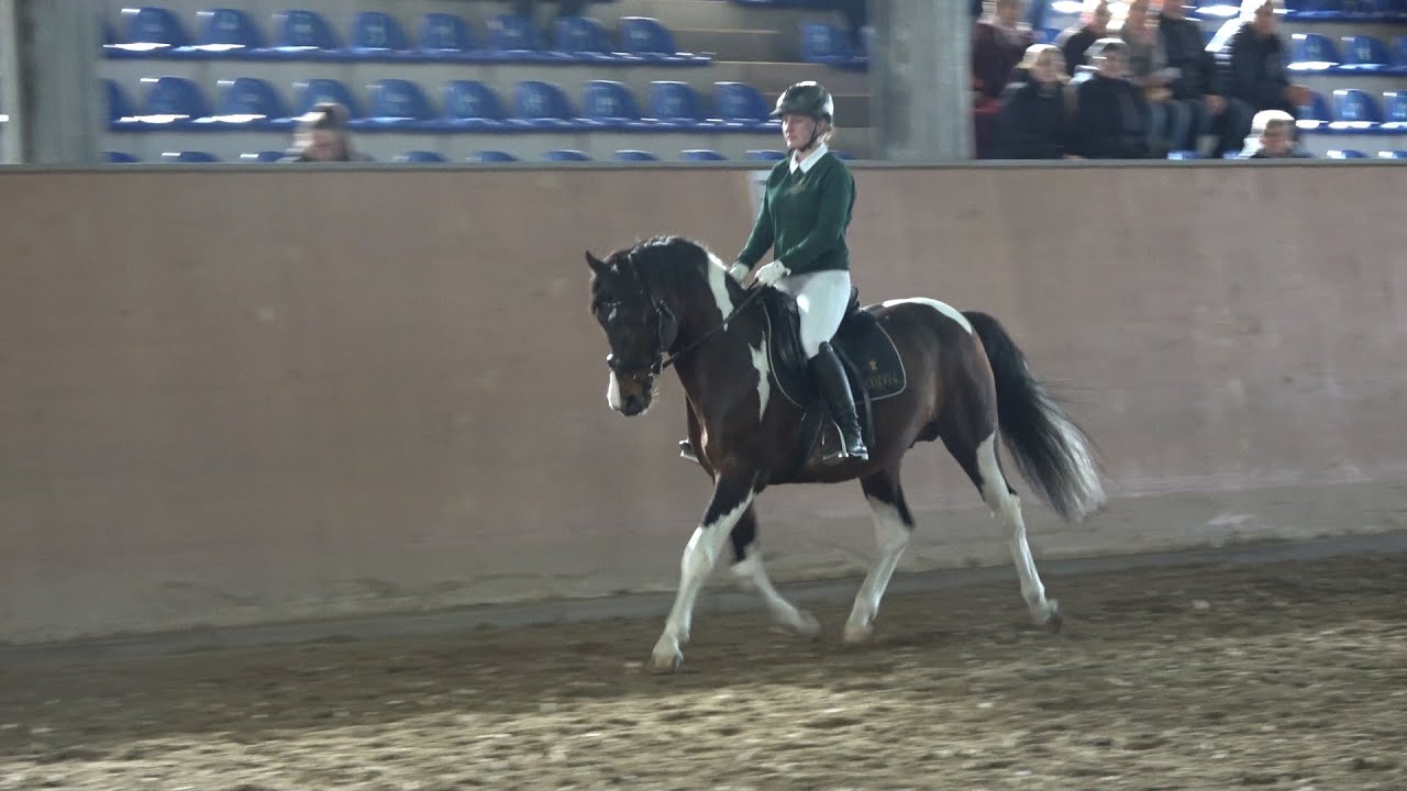 Smaragd v. Shavan - Nerath, Lewitzer Hengst, gek&ouml;rt, * 2007