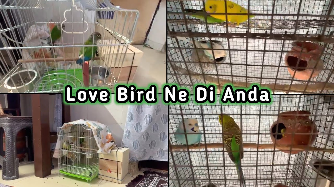 Love Bird Ne Di Anda 🐦🐦🥚🥚