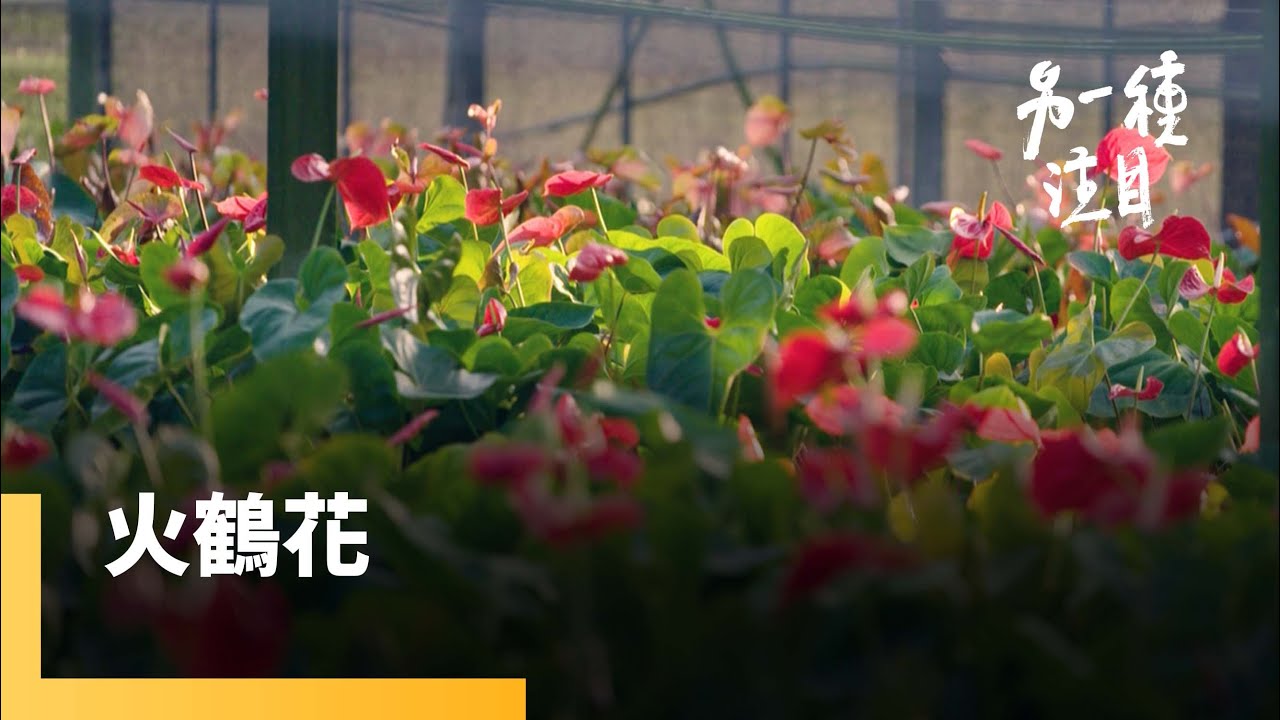《火鶴花》「呼賀」熱情火鶴花 年輕二代花農  嶄新的未來盼望｜另一種注目 #鏡新聞