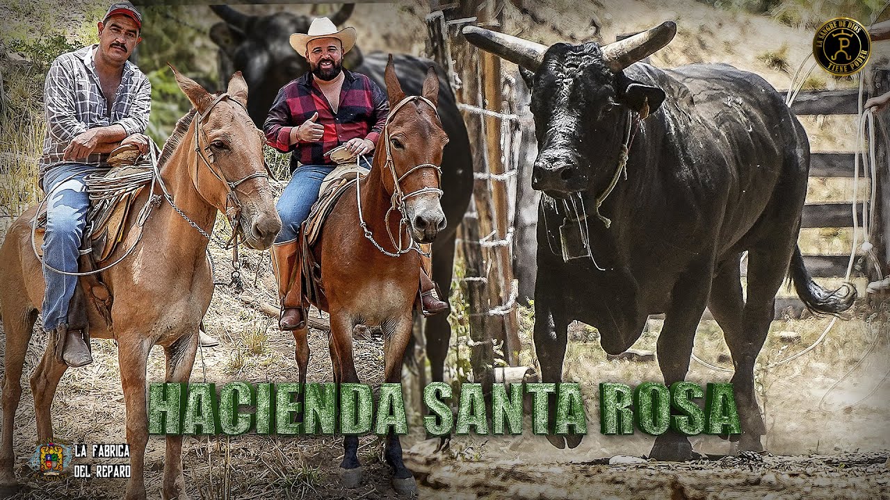 ESTE ES EL NUEVO SEMENTAL QUE SE FUE PARA LA HACIENDA SANTA ROSA... HASTA LA ESPERAZA #JALISCO !!!