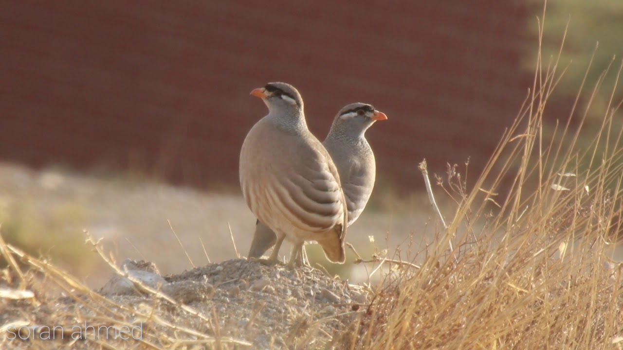 سوێسکە ، الحجل see see partridge