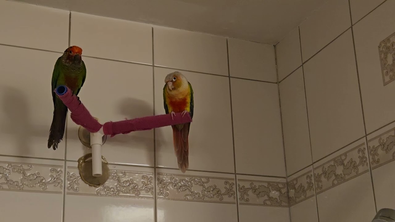 Ruby and Neptune they think it's shower time 