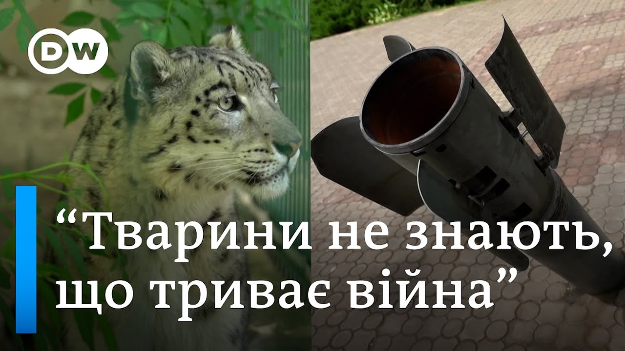 Ракети в зоопарку: Як тварини в Миколаєві пережили російські обстріли | DW Ukrainian