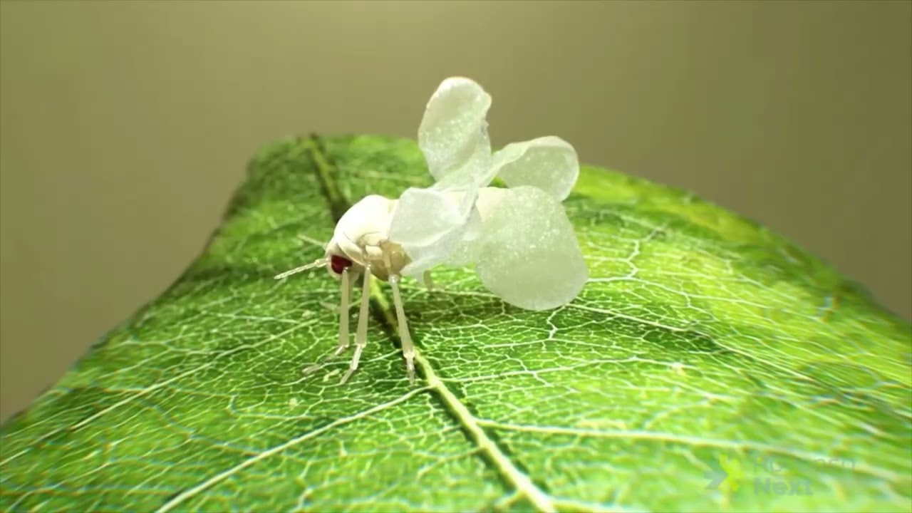 PREV-AM&reg;: Triple-Action Protection for Healthier Crops