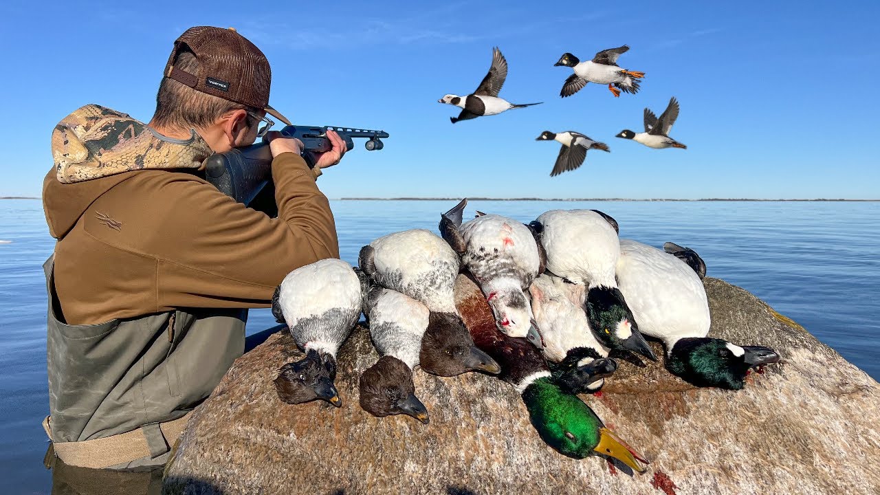 Diver Duck Hunting a Public Offshore Island for Rare Birds!