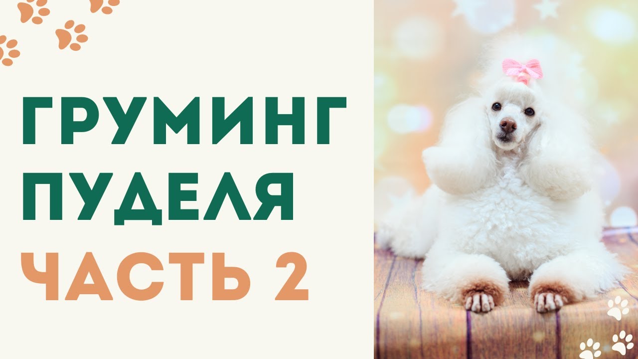 Груминг пуделя 