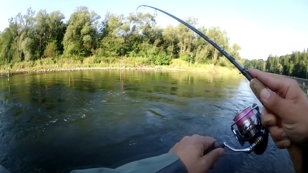 Pstrągi z Dunacja #2. Fish Arrow Flash-J Split Tail. Tsuri Trout Passion