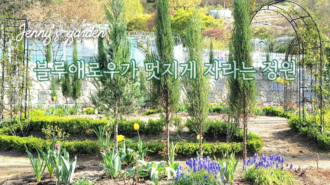 블루애로우 정원에서 아름답게 키우는 방법