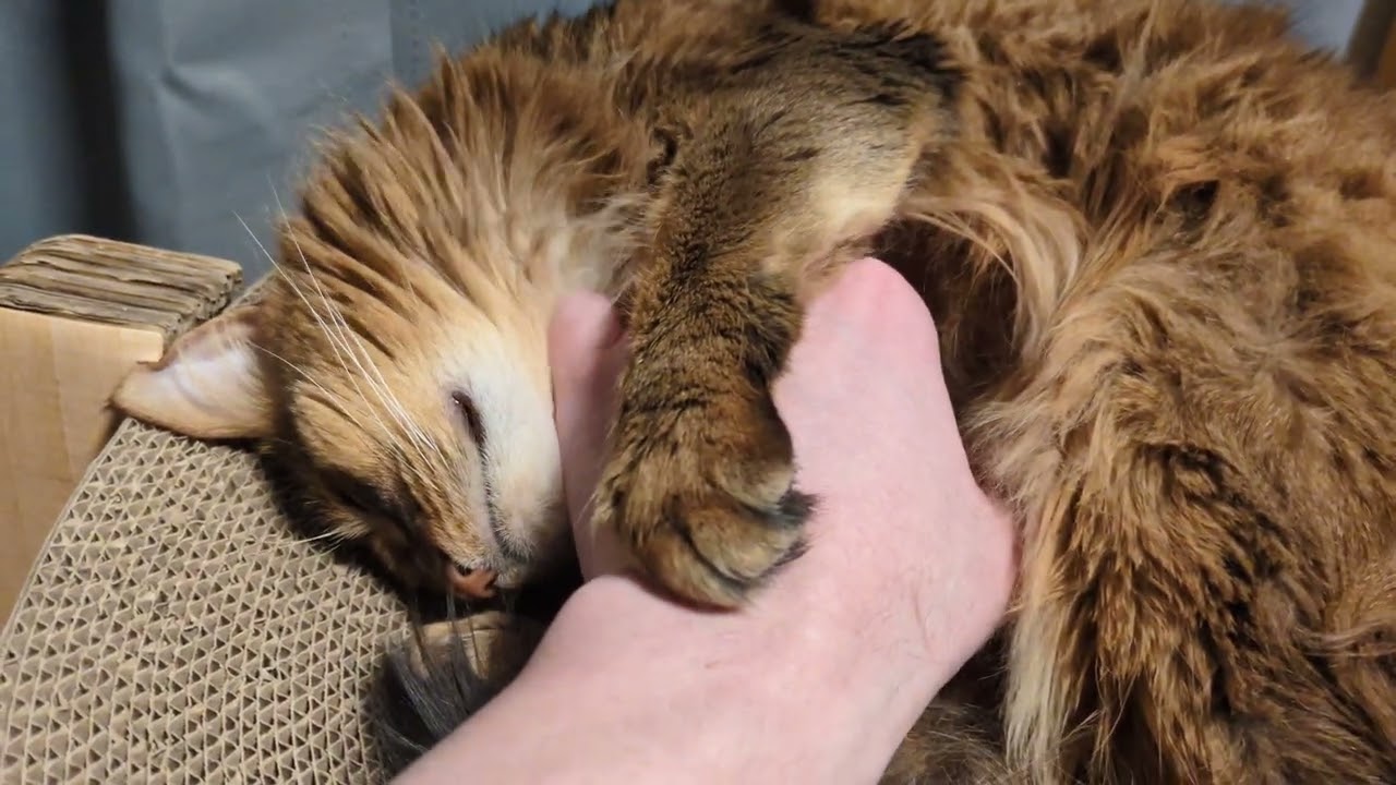 【1489日目】おねむ #ソマリ #cat