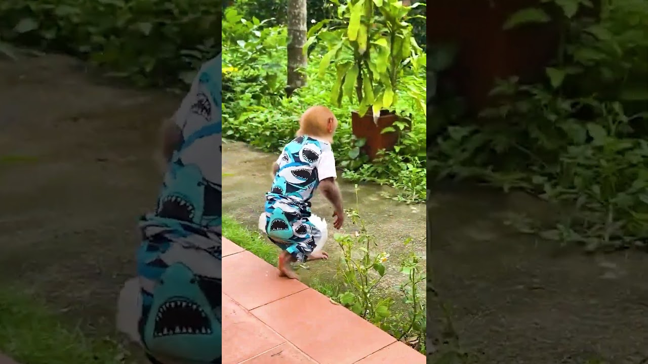 Smart monkey changes diapers for baby monkey #smartmonkey #monkeybaby