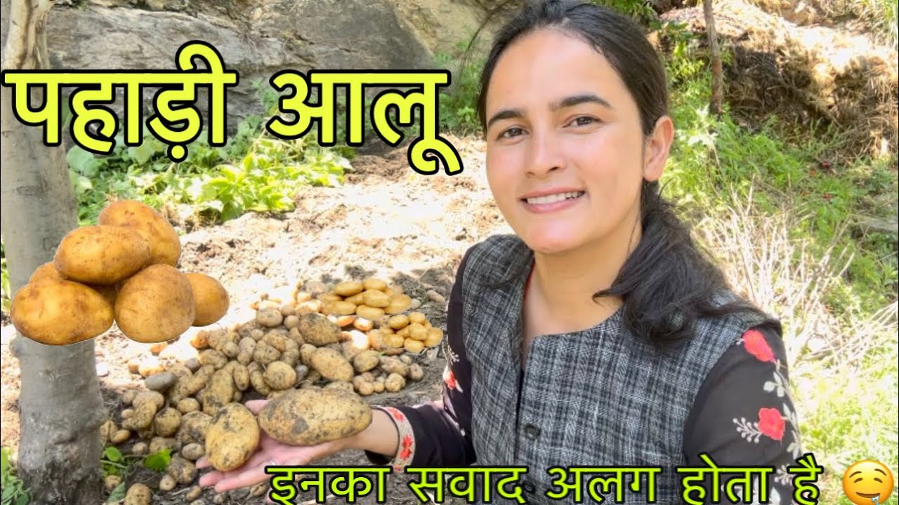 पहाड़ी आलू 🥔🥔 की खेती  || गाँव में जन्मदिन 🎉||Pahadi lifestyle Vlog || Girl from North