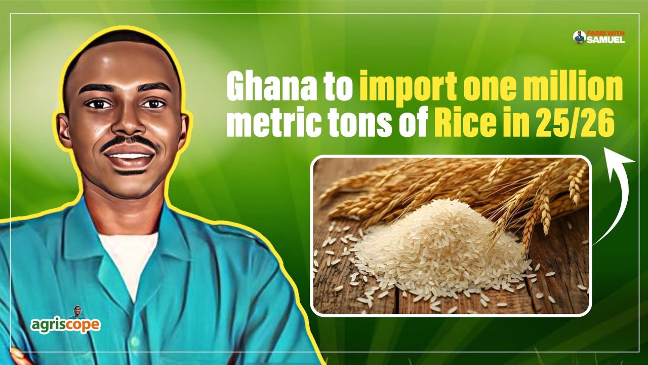 Ghana to import one million metric tons of rice in 2025/2026 due to structural challenges - USDA