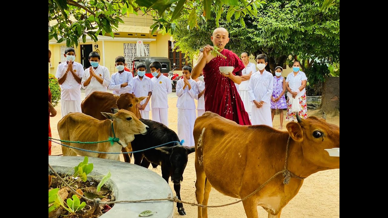 ශ්‍රී සාරානන්ද දහම් පාසල. ගවයින් නිදහස් කිරීමේ පිංකම.Sri Sarananda Dhamma School release of cows.