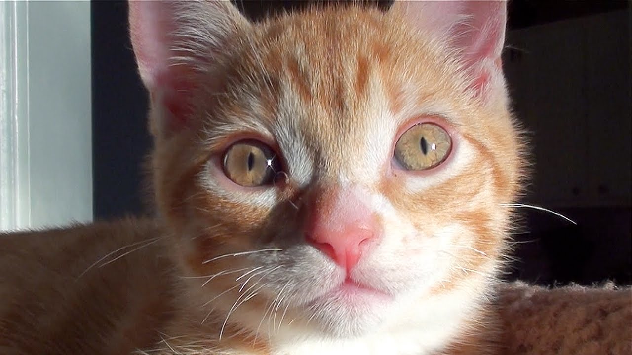 10 Reasons to Adopt a Cat!