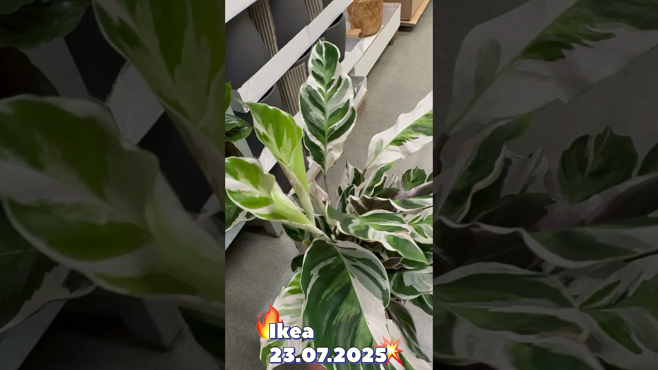 Calathea white fusion w bardzo dobrej cenie w IKEI (23.07.2025) #plants #rosliny #plantlover