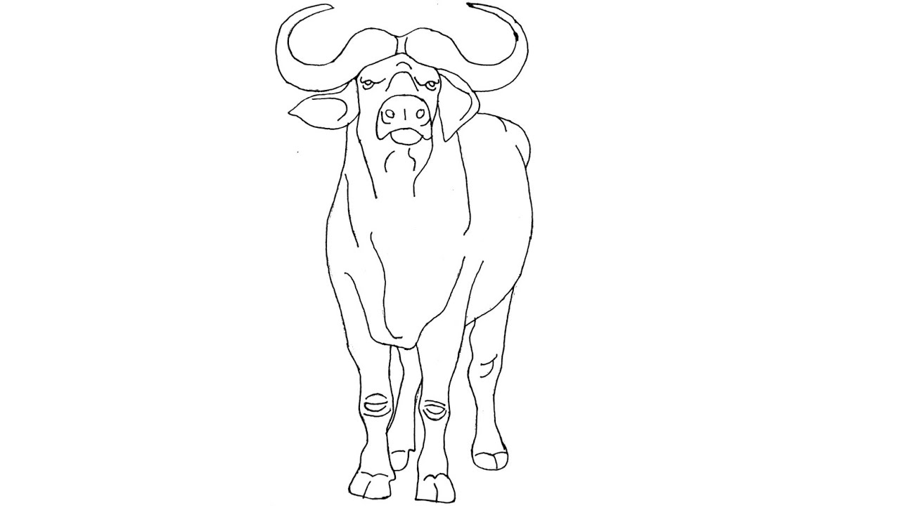 Buffalo drawing 