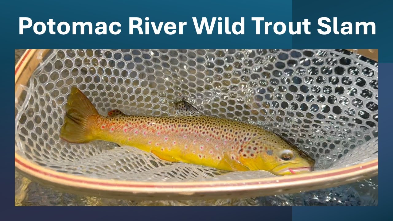 Potomac River Trout Mission: Wild Trout Slam