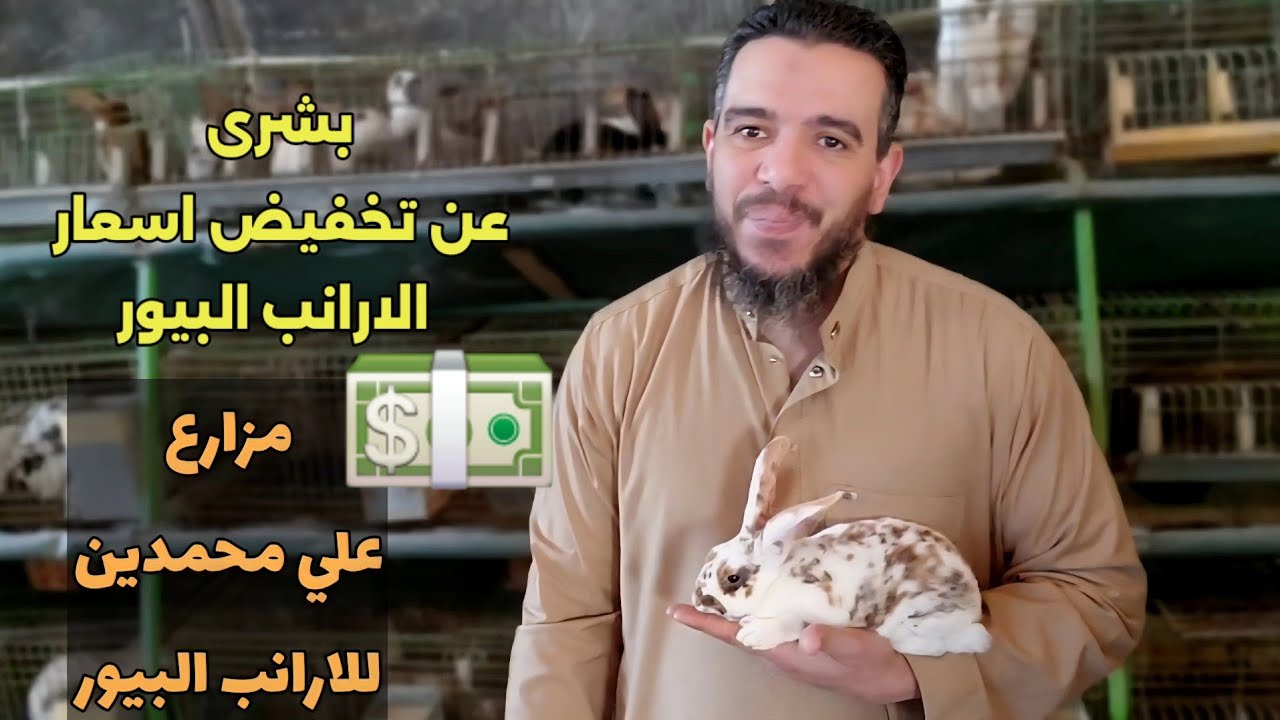 بشرى سارة عن تخفيض اسعار السلالات الارانب البيور دعواتكم بالبركة والزيادة 