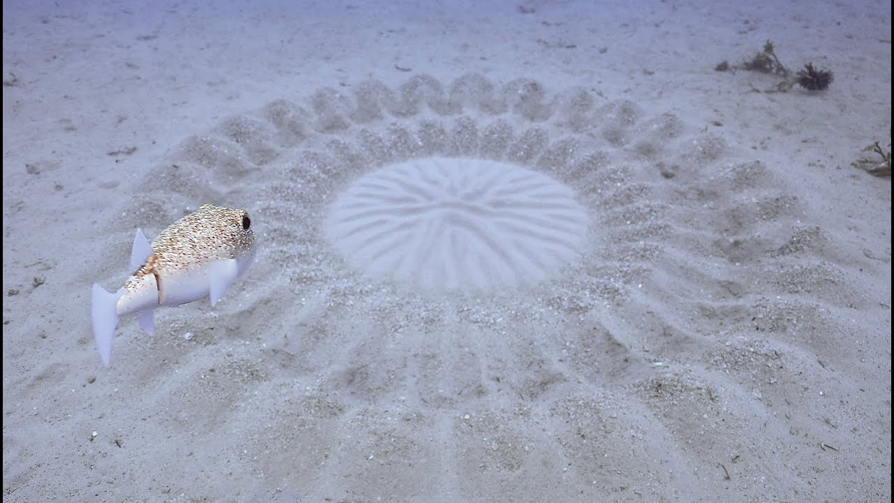Spy In The Ocean Robot pufferfish