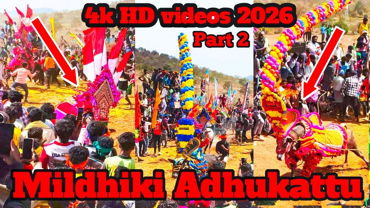 Mildhiki Adhukattu part 2- 4k HD videos #shortvideo #bull #jallikattu #manjuvirattu #vairal #vairal 