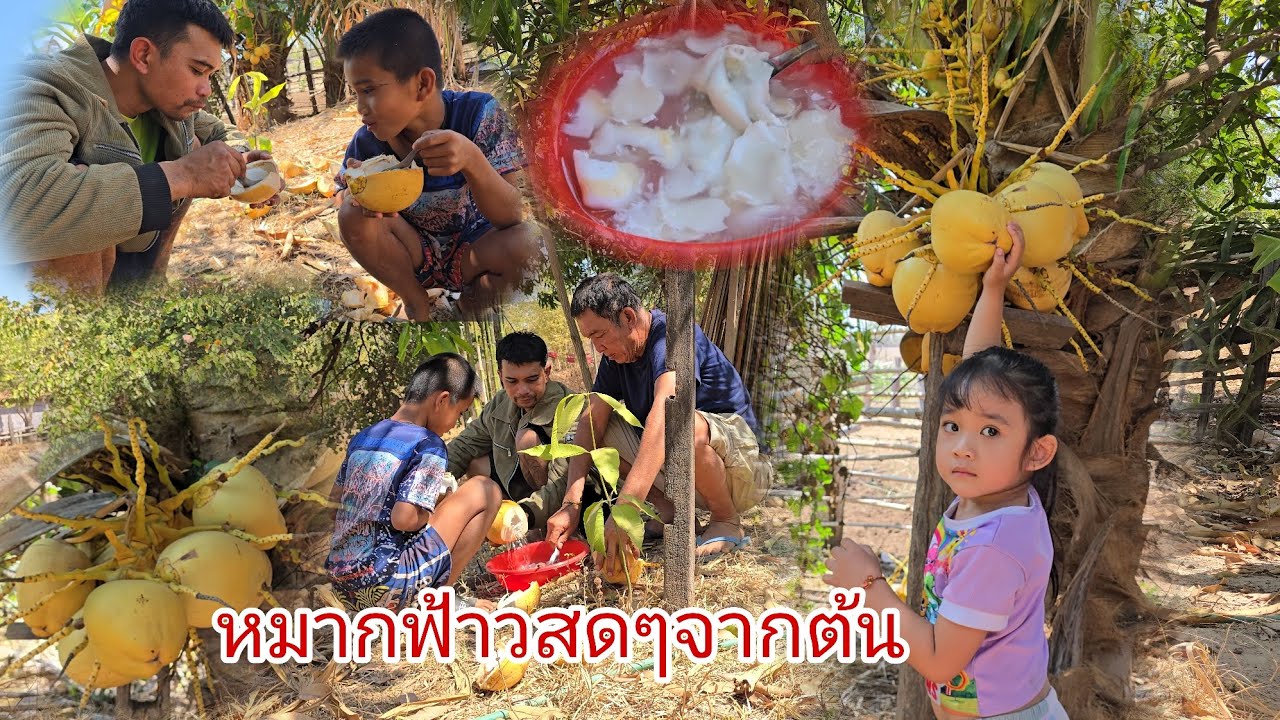 ตอบเม้นfcเข้าสวนหลังบ้านเก็บหมากฟ้าวกินสดๆจากต้นหวานๆหอมๆตาพรามปลูกไว้