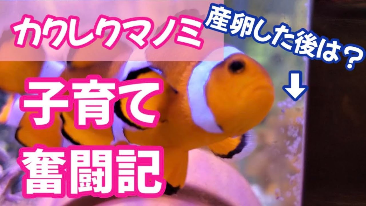 [最初話] 子育て奮闘記①~カクレクマノミが産卵！稚魚を育てることができるのか！？~