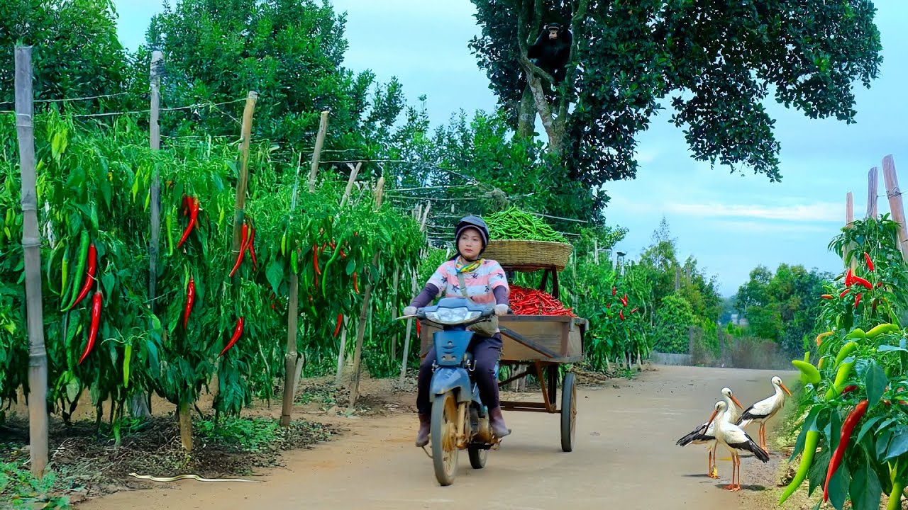 Harvest A Truckload Of Chili Peppers To Sell At The Market, Preserve Them And Plant Cherry Tomatoes