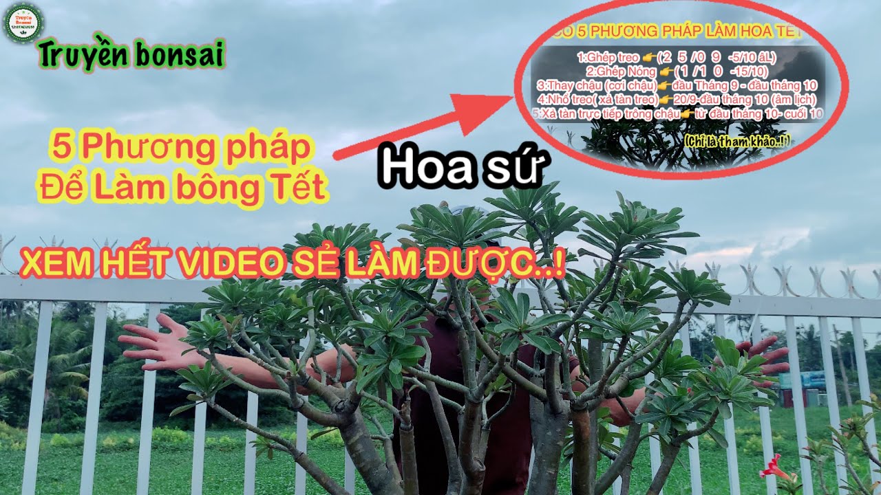 Những phương pháp làm cây sứ ra hoa đúng Tết./Adenium | Truyền bonsai