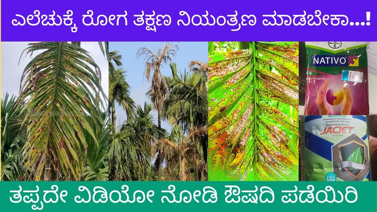 ಎಲೆಚುಕ್ಕಿ ರೋಗದಿಂದ ಅಡಿಕೆ ಮರವನ್ನು ರಕ್ಷಿಸುವುದು ಹೇಗೆ | Leaf Blight Disease | Tulunada Special