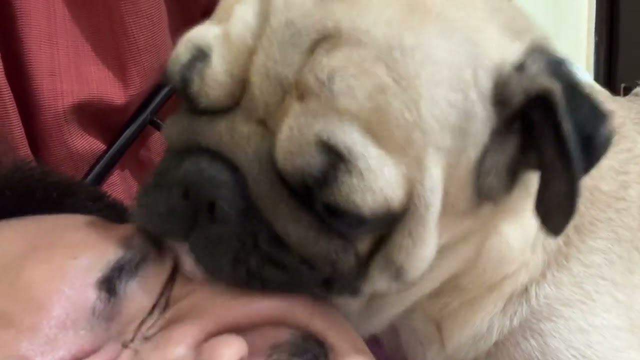 Skin care: ASMR dog licks