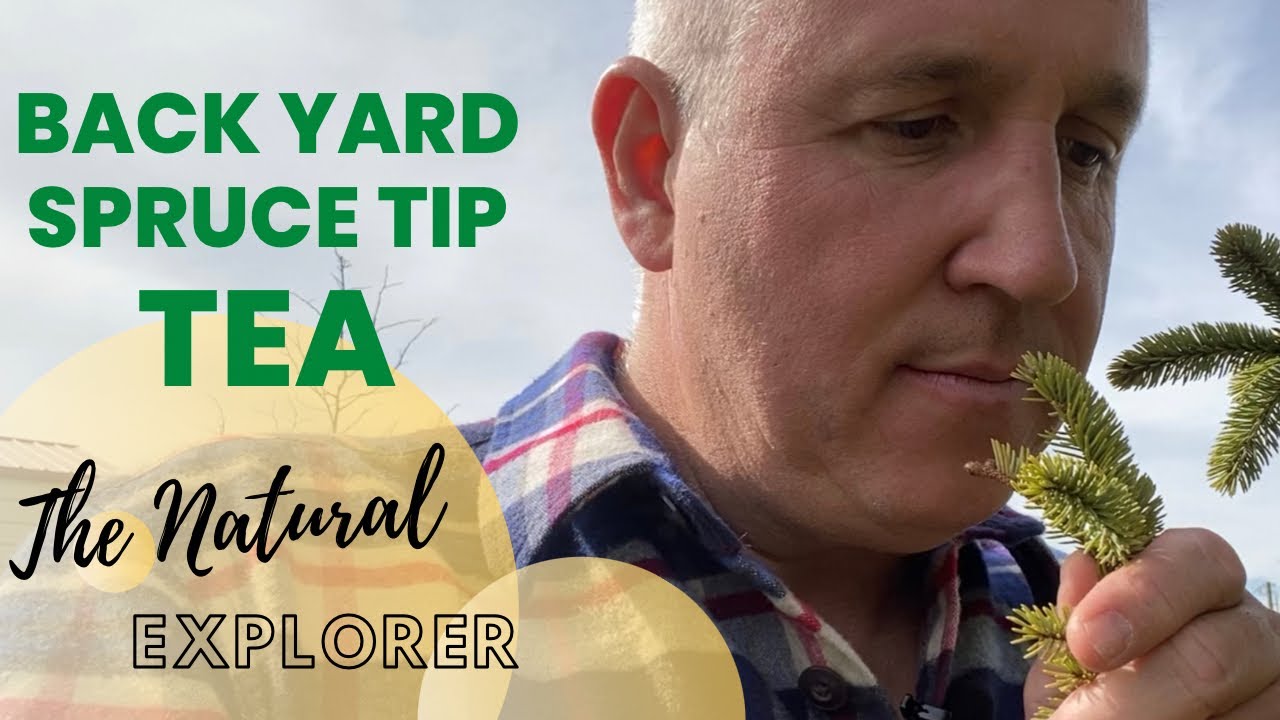 Spruce Tip Tea: Delicious, Nutritious, Free, and Always Available