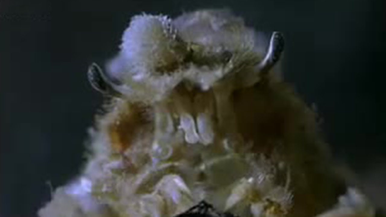 Dresser Crab Camouflage | Weird Nature | BBC Studios