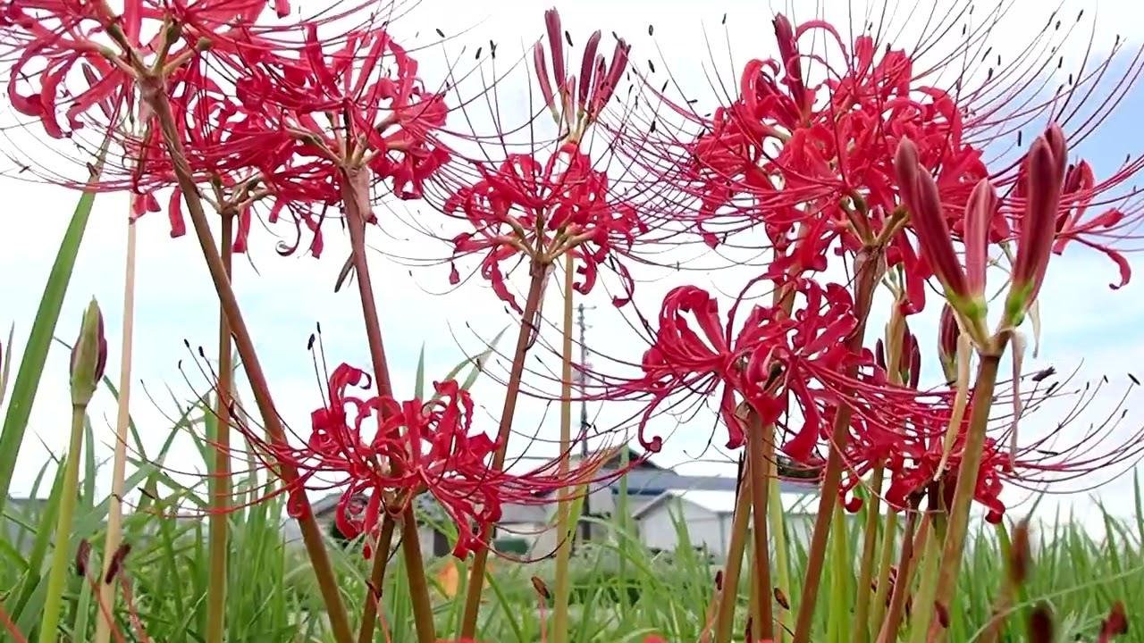 Higanbana aka Spider Lilies (flowers with a legend) Japanese Flower Viewing