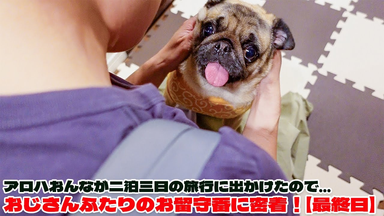 【密着パグ動画】今年もパグとおじさん 2人だけのお留守番に3日間密着しました！最終日