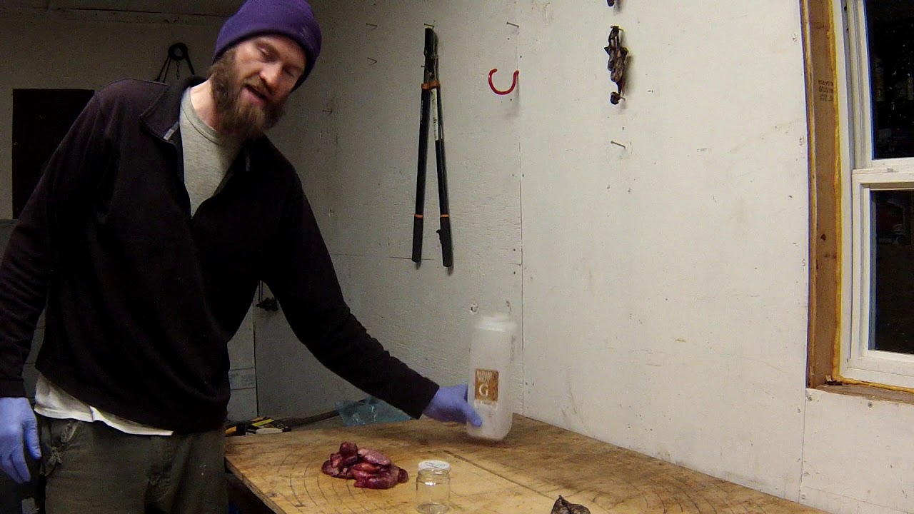 Using Beaver Sac Oil for Trapping Lure